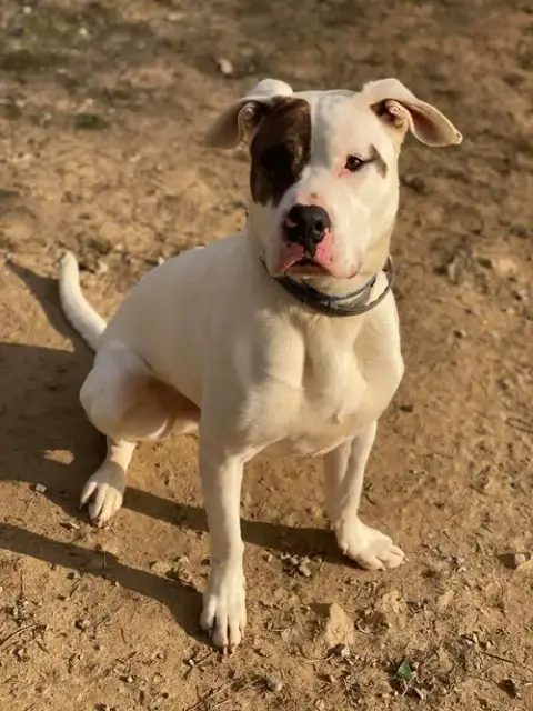 Rex photo 4