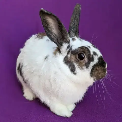Bonnie photo 4