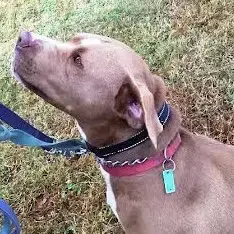 Diamond *Adopt Or Foster*