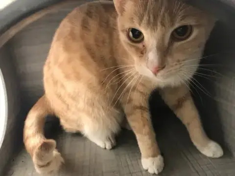 Garfield
