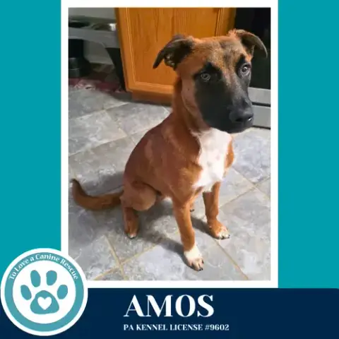 Amos photo 2