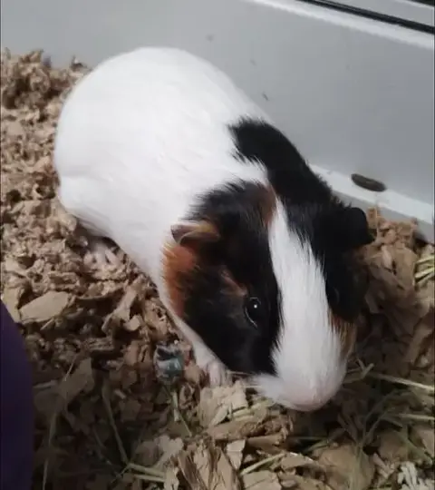 Caeser And Pinecone photo 3