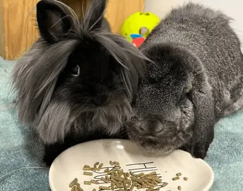 Nala And Simba