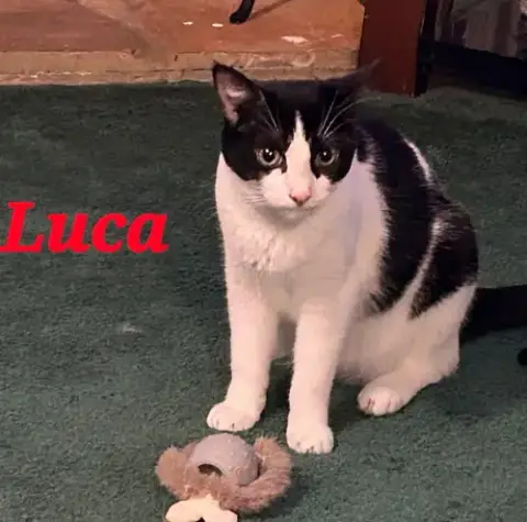 Luca