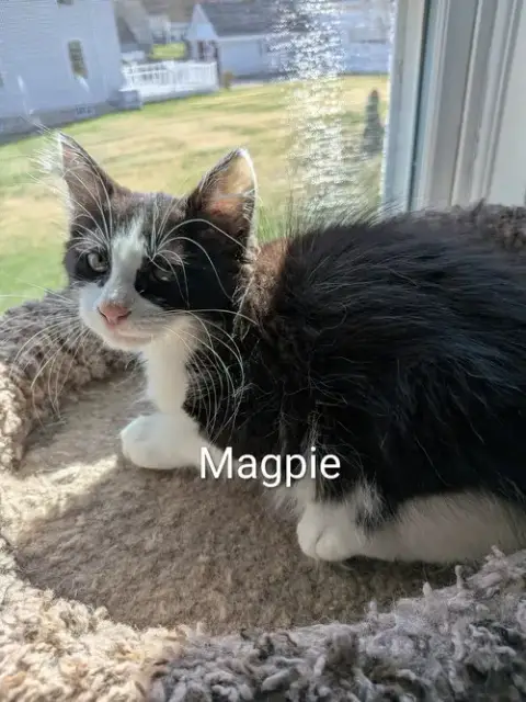 Magpie