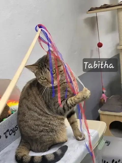 Tabitha photo 2