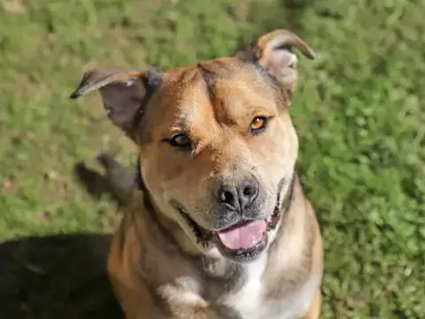 Winston