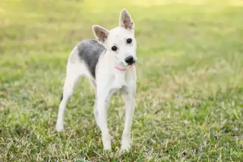 Roscoe