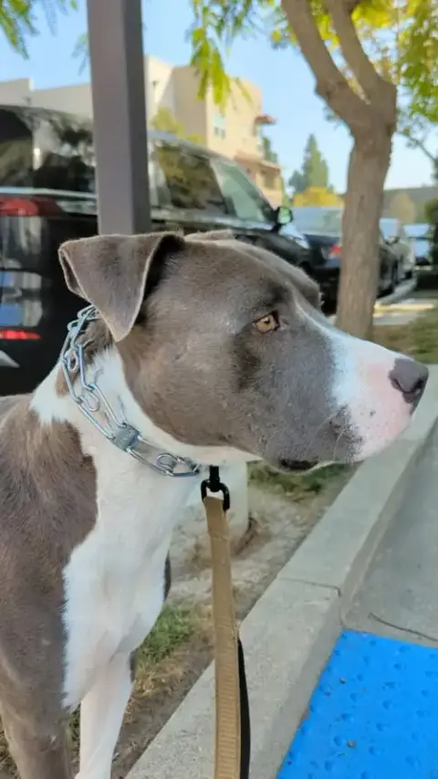 Roscoe photo 2