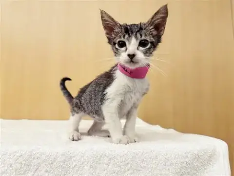 Peaches