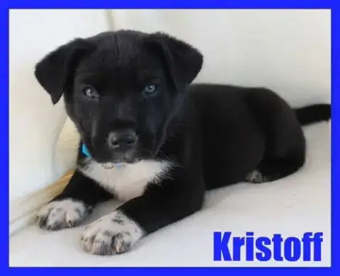 Kristoff photo 4