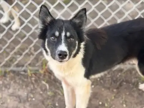 Camilo