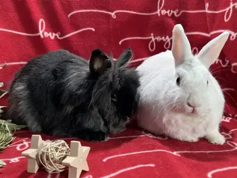 Snowflake And Roger photo 2