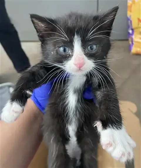 Tux