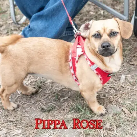 Pippa Rose photo 4