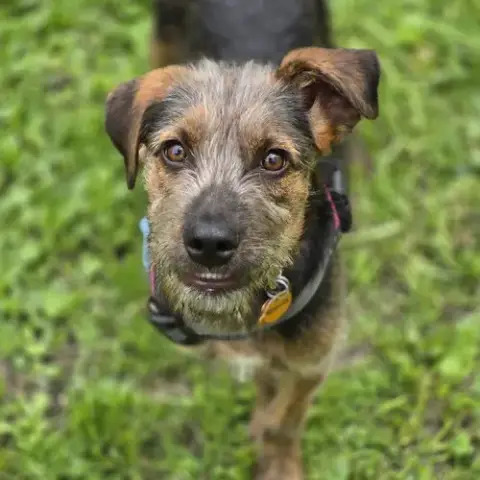 Remus photo 2
