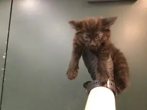 Jet