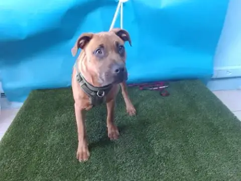 Milo