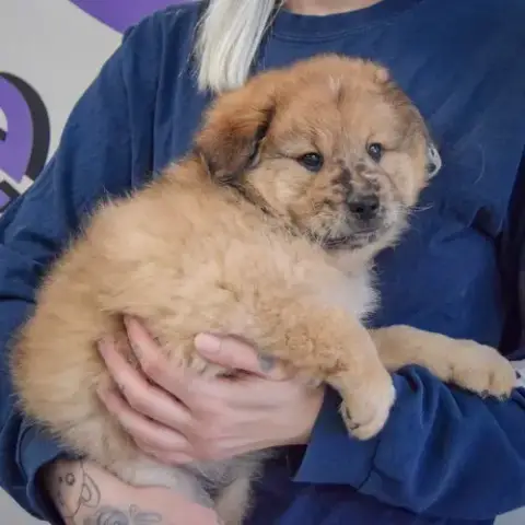 Shang photo 2