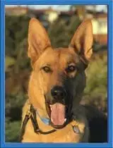 Dodger