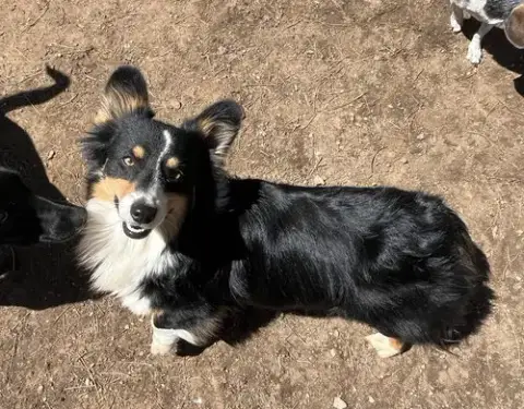 Oreo photo 4