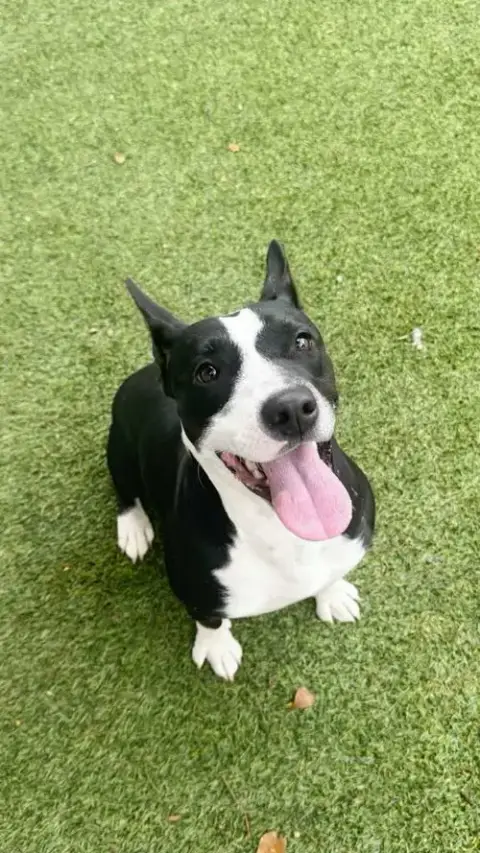 Nova