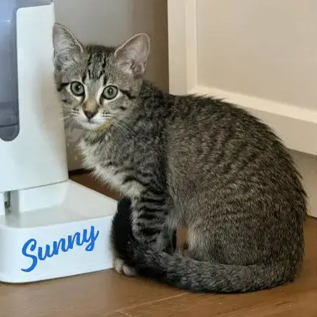 Sunny #Tabby-Brigade