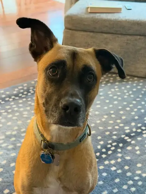 Rufus