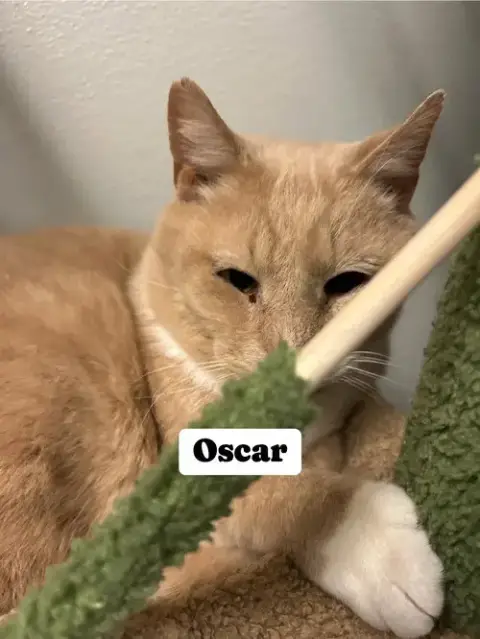 Oscar