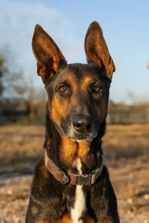 Charlie photo 3