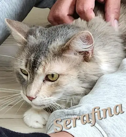 Serafina photo 4