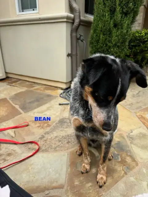 Bean photo 5