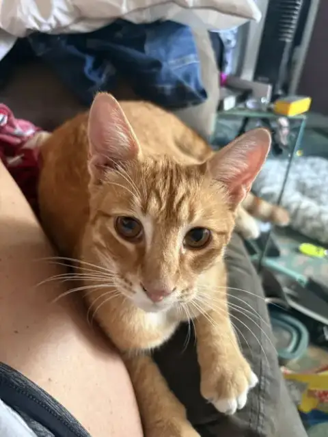 Goose