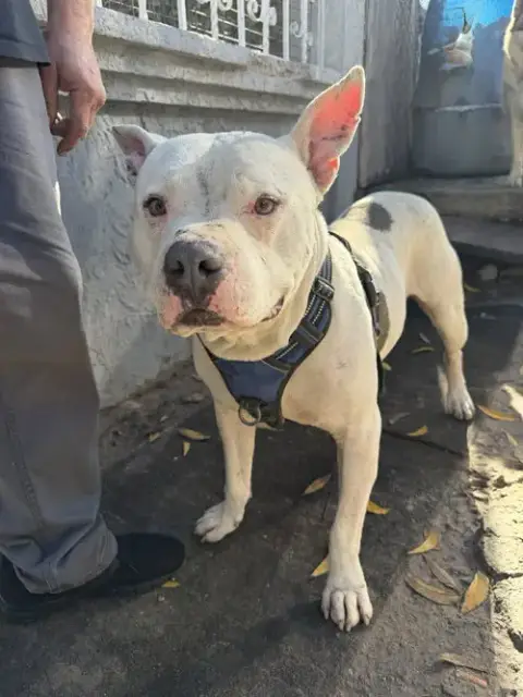 Junior