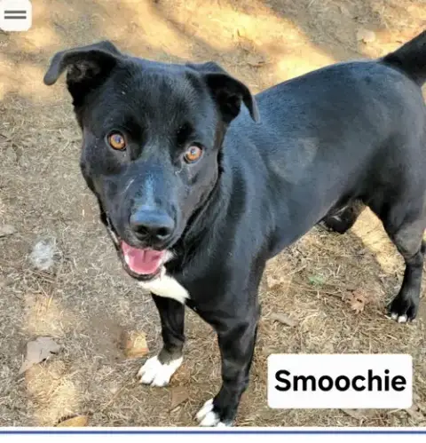 Smoochie Dixon photo 5