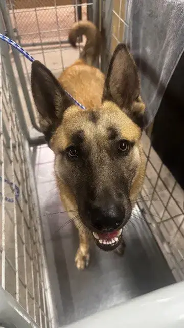 Darwin