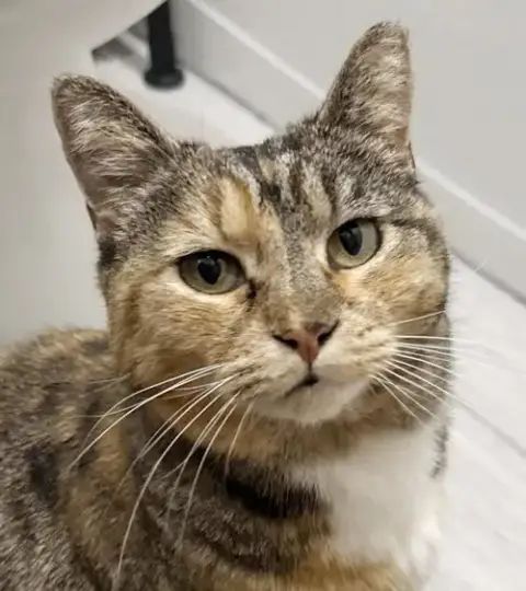 Izzy Airbiscuits