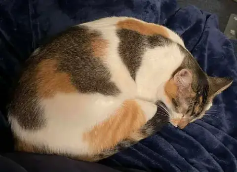 Callie photo 3