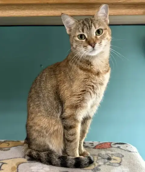 Maruska