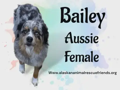 Bailey
