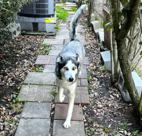 Xena #Blue-Eyed-Beauty photo 3