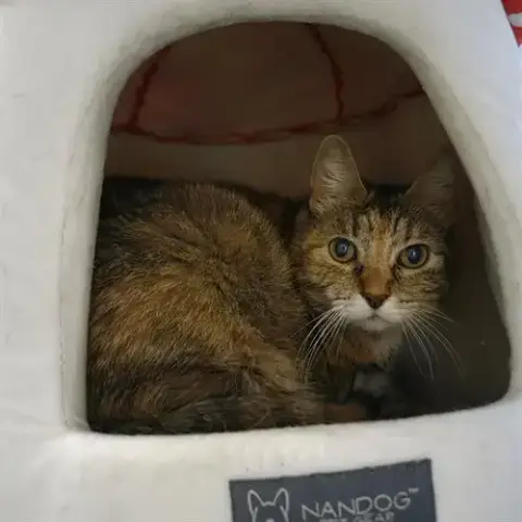 Daisy