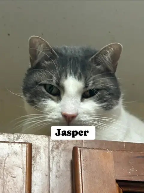 Jasper