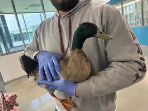 Sgt. Quackers