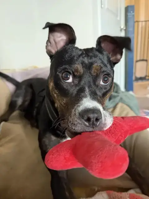 Ginnie