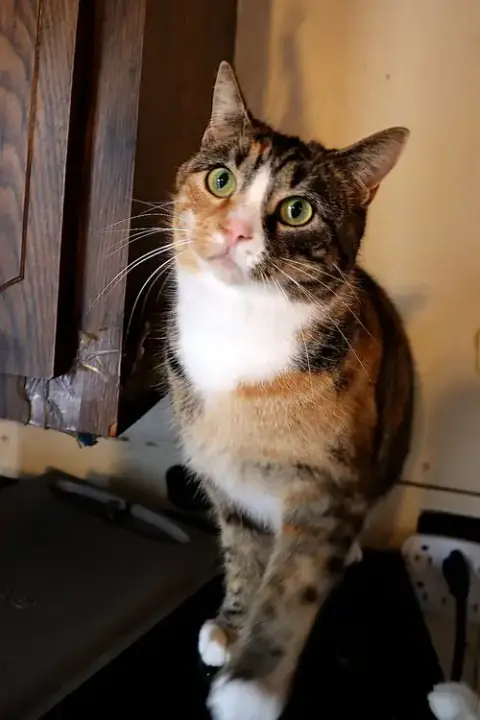Calicos