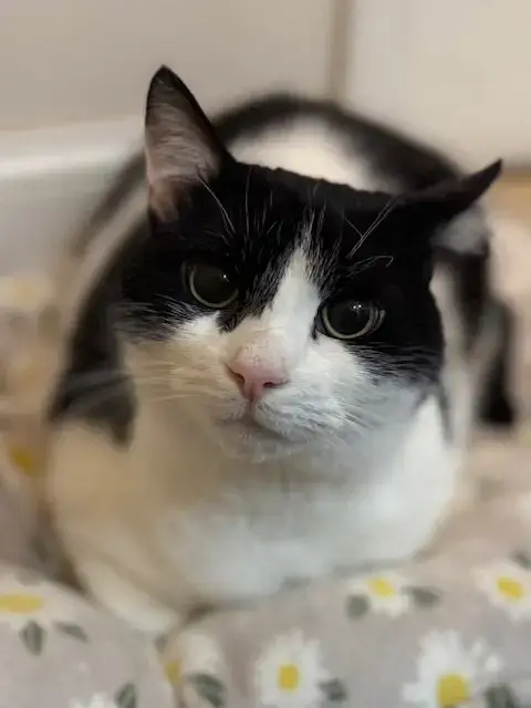 Alexander