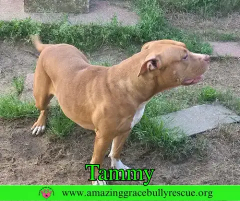 Tammy photo 3