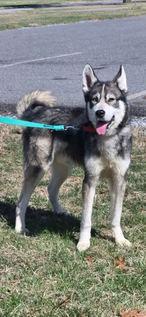 Balto: Not At Shelter