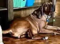 Bo: "My Home To Yours," Not At The Shelter photo 5